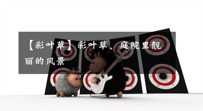 【彩叶草】彩叶草,庭院里靓丽的风景