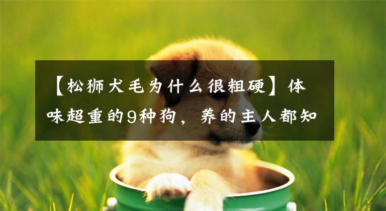 【松狮犬毛为什么很粗硬】体味超重的9种狗，养的主人都知道，如果有气味，主人可能会讨厌它们。