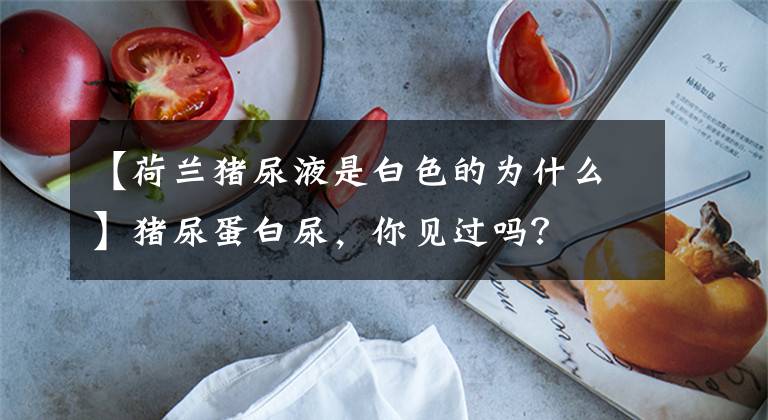 【荷兰猪尿液是白色的为什么】猪尿蛋白尿,你见过吗?