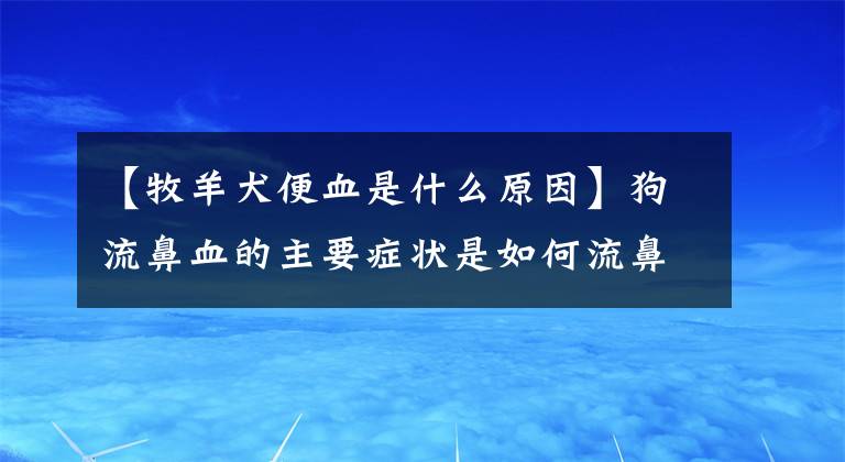 【牧羊犬便血是什么原因】狗流鼻血的主要症状是如何流鼻血。