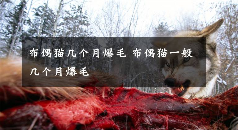 布偶猫几个月爆毛 布偶猫一般几个月爆毛