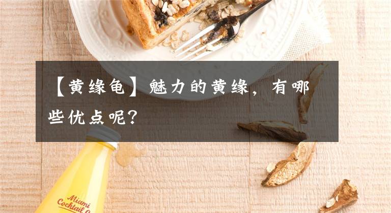 【黄缘龟】魅力的黄缘，有哪些优点呢？