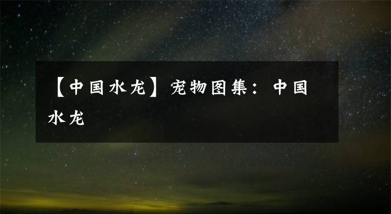 【中国水龙】宠物图集：中国水龙