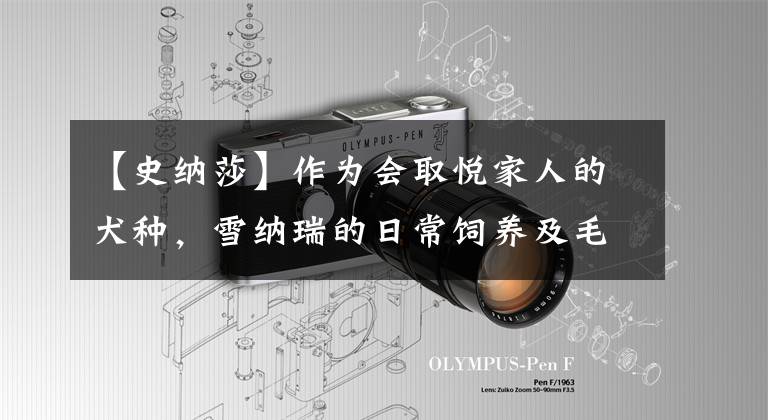 【史纳莎】作为会取悦家人的犬种，雪纳瑞的日常饲养及毛发护理需要怎么做？