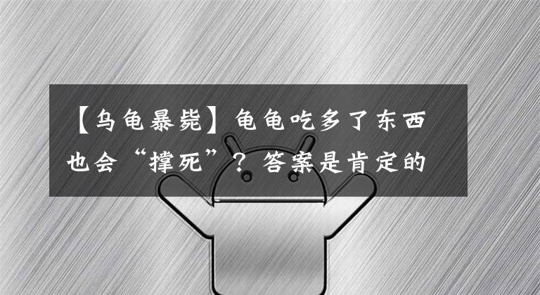 【乌龟暴毙】龟龟吃多了东西也会“撑死”?答案是肯定的!