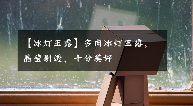 【冰灯玉露】多肉冰灯玉露，晶莹剔透，十分美好