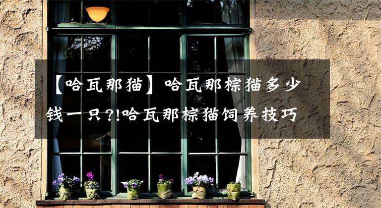 【哈瓦那猫】哈瓦那棕猫多少钱一只?!哈瓦那棕猫饲养技巧!