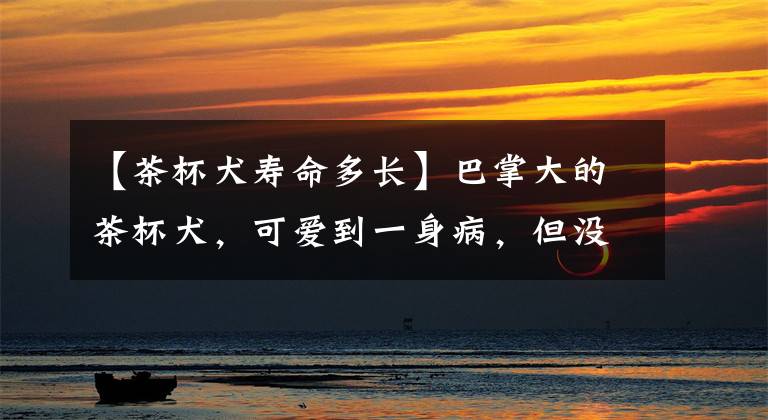 【茶杯犬寿命多长】巴掌大的茶杯犬，可爱到一身病，但没钱真的养不起这种狗狗