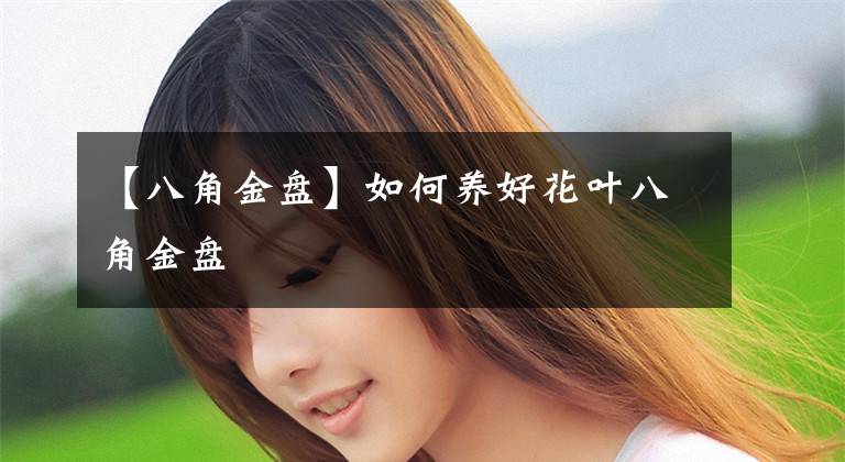 【八角金盘】如何养好花叶八角金盘