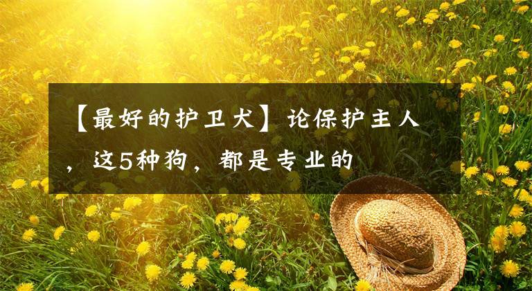 【最好的护卫犬】论保护主人，这5种狗，都是专业的