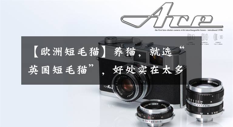 【欧洲短毛猫】养猫，就选“英国短毛猫”，好处实在太多了