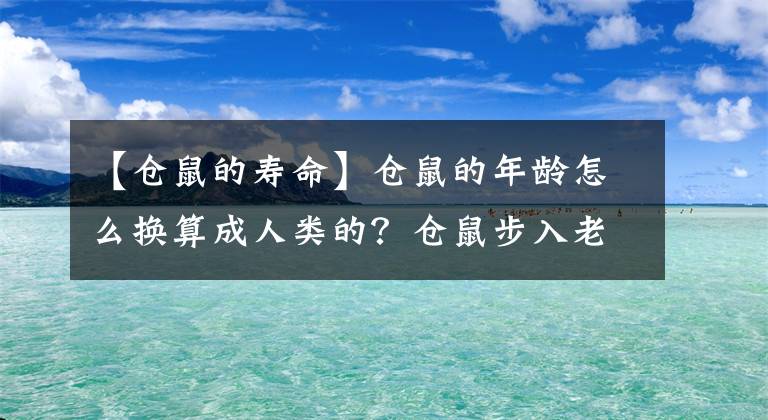 【仓鼠的寿命】仓鼠的年龄怎么换算成人类的？仓鼠步入老年的征兆