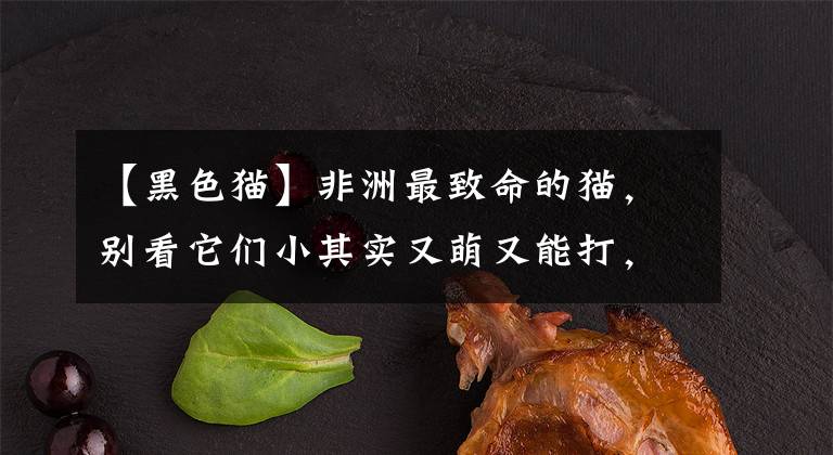 【黑色猫】非洲最致命的猫,别看它们小其实又萌又能打,捕猎效率碾压狮子