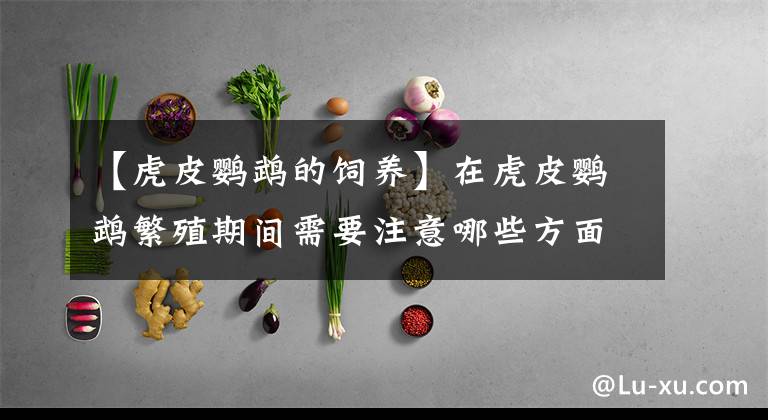 【虎皮鹦鹉的饲养】在虎皮鹦鹉繁殖期间需要注意哪些方面和手养虎皮鹦鹉的经验