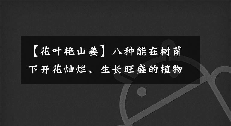【花叶艳山姜】八种能在树荫下开花灿烂、生长旺盛的植物，新手也能种出一片花园