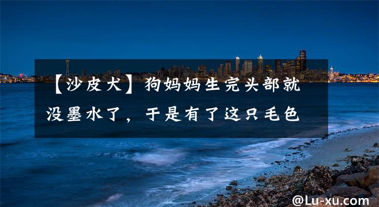 【沙皮犬】狗妈妈生完头部就没墨水了，于是有了这只毛色奇特的沙皮犬