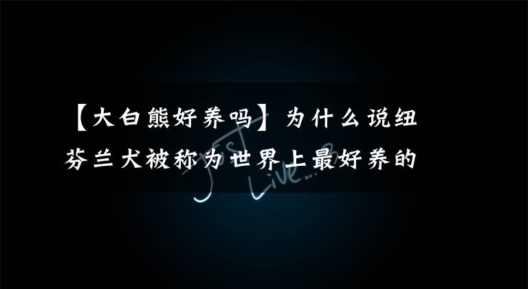 【大白熊好养吗】为什么说纽芬兰犬被称为世界上最好养的犬之一？不接受辩驳！