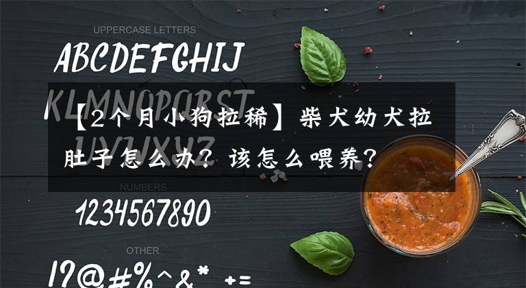 【2个月小狗拉稀】柴犬幼犬拉肚子怎么办？该怎么喂养？