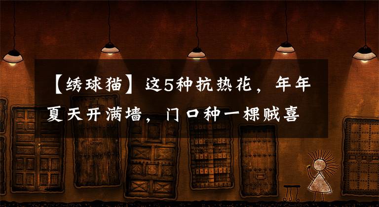 【绣球猫】这5种抗热花,年年夏天开满墙,门口种一棵贼喜庆