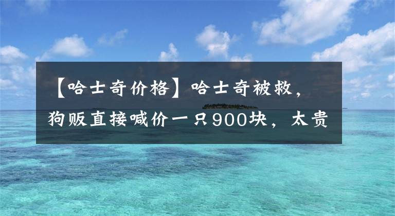 【哈士奇价格】哈士奇被救，狗贩直接喊价一只900块，太贵还是良心价格？