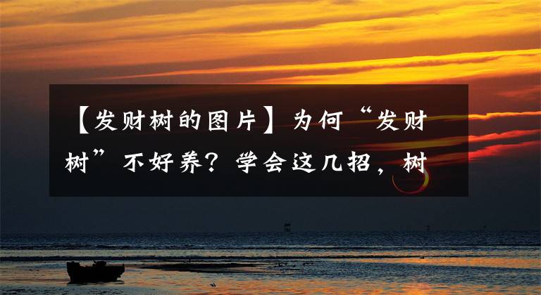 【发财树的图片】为何“发财树”不好养?学会这几招,树干粗壮叶片光亮