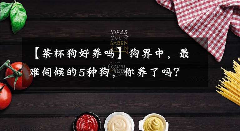 【茶杯狗好养吗】狗界中，最难伺候的5种狗，你养了吗？