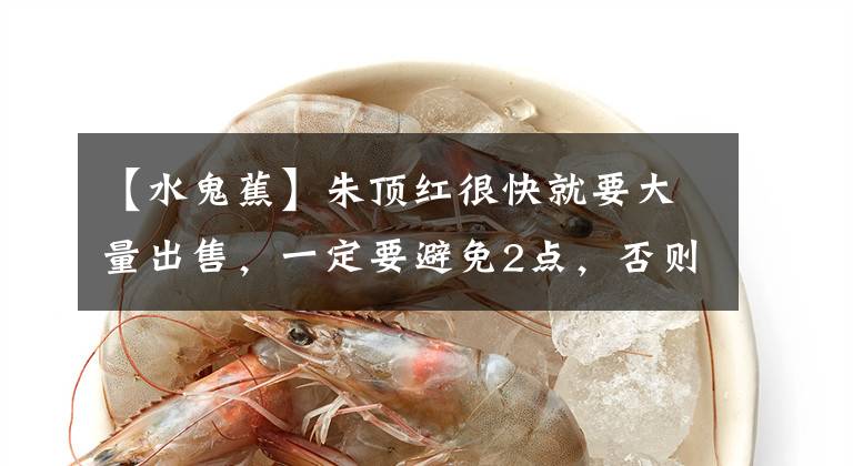 【水鬼蕉】朱顶红很快就要大量出售，一定要避免2点，否则就是“假朱顶红”