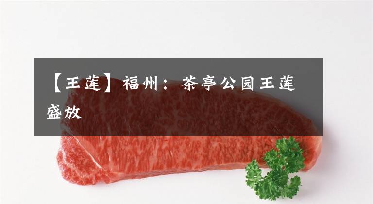 【王莲】福州：茶亭公园王莲盛放