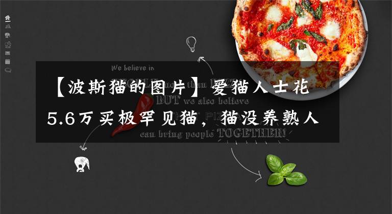 【波斯猫的图片】爱猫人士花5.6万买极罕见猫，猫没养熟人吃牢饭了，薮猫是什么？