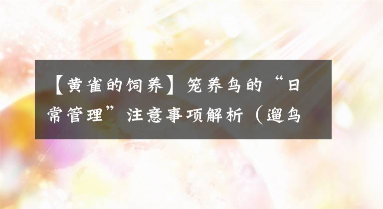 【黄雀的饲养】笼养鸟的“日常管理”注意事项解析(遛鸟篇)