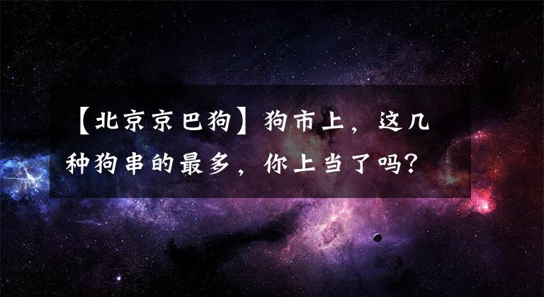 【北京京巴狗】狗市上，这几种狗串的最多，你上当了吗？