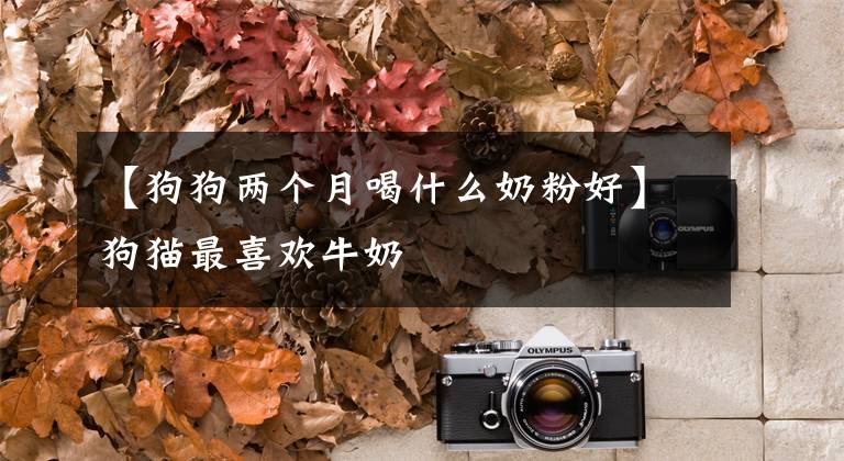 【狗狗两个月喝什么奶粉好】狗猫最喜欢牛奶