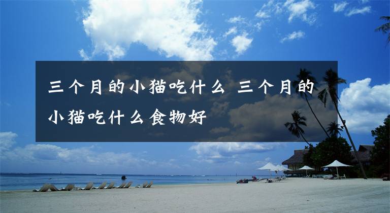 三个月的小猫吃什么 三个月的小猫吃什么食物好