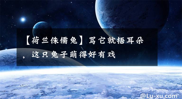 【荷兰侏儒兔】骂它就捂耳朵,这只兔子萌得好有戏