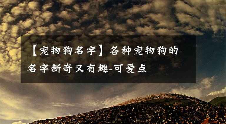 【宠物狗名字】各种宠物狗的名字新奇又有趣-可爱点
