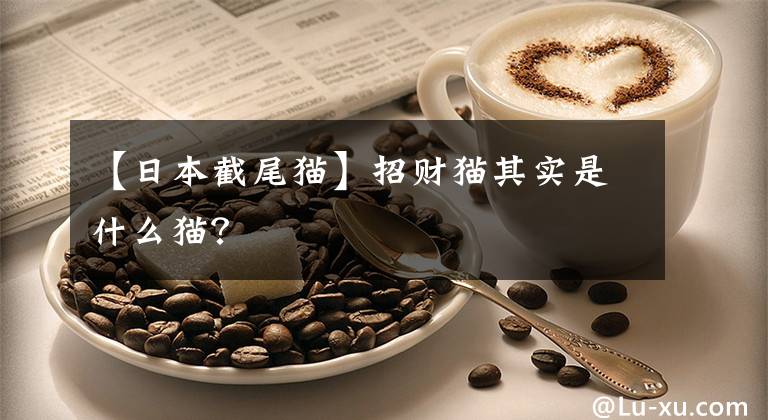 【日本截尾猫】招财猫其实是什么猫？