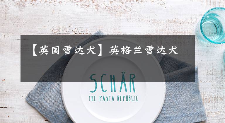 【英国雪达犬】英格兰雪达犬