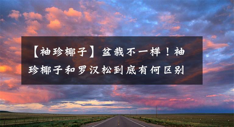 【袖珍椰子】盆栽不一样！袖珍椰子和罗汉松到底有何区别，养护技巧帮你解决！