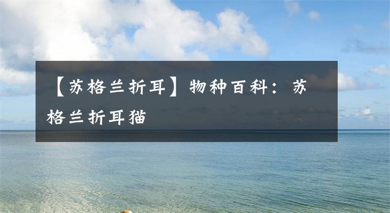 【苏格兰折耳】物种百科：苏格兰折耳猫