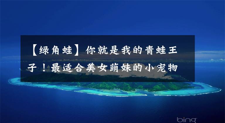 【绿角蛙】你就是我的青蛙王子！最适合美女萌妹的小宠物，非它莫属！