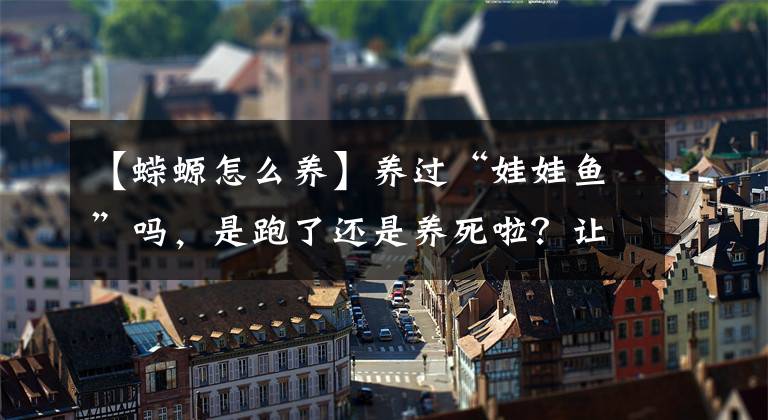 【蝾螈怎么养】养过“娃娃鱼”吗，是跑了还是养死啦？让我来教你怎么养吧