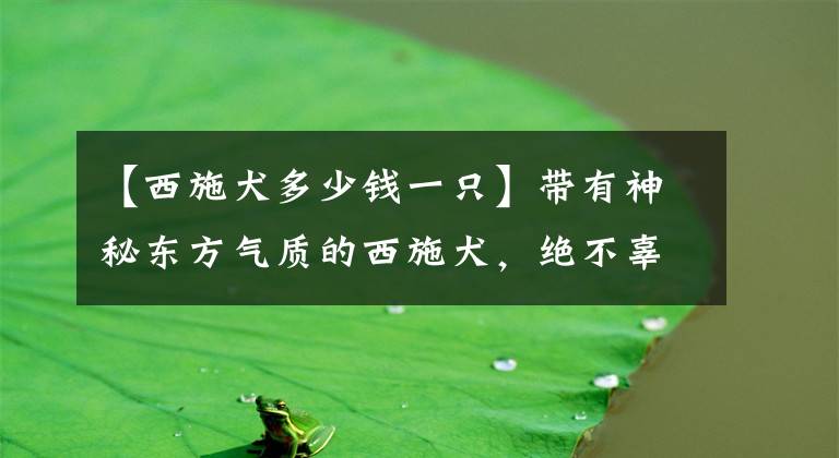 【西施犬多少钱一只】带有神秘东方气质的西施犬,绝不辜负西施的美名