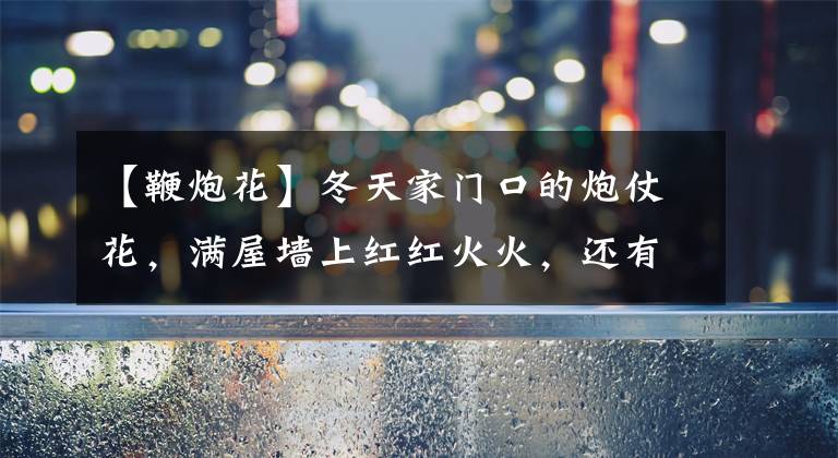 【鞭炮花】冬天家门口的炮仗花，满屋墙上红红火火，还有招财好兆头