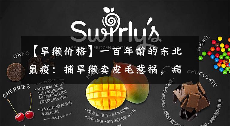 【旱獭价格】一百年前的东北鼠疫：捕旱獭卖皮毛惹祸，病毒沿铁路线传播，英籍华人伍连德当总医官