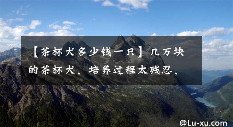【茶杯犬多少钱一只】几万块的茶杯犬，培养过程太残忍，看完不想买了