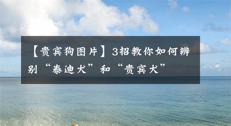 【贵宾狗图片】3招教你如何辨别“泰迪犬”和“贵宾犬”