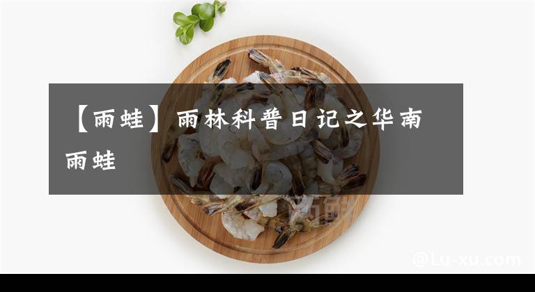 【雨蛙】雨林科普日记之华南雨蛙