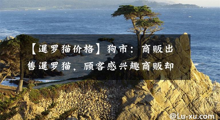 【暹罗猫价格】狗市：商贩出售暹罗猫，顾客感兴趣商贩却要价2000元！