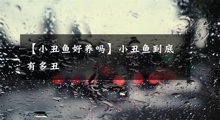 【小丑鱼好养吗】小丑鱼到底有多丑