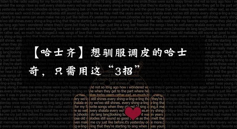 【哈士齐】想驯服调皮的哈士奇,只需用这“3招”